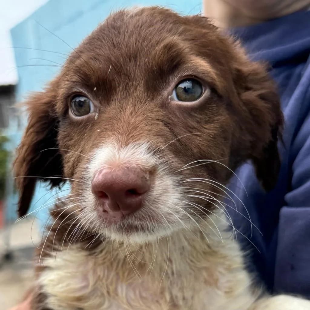 Montana, female puppy Mixed Breed for adoption at SALVA Hundehilfe e.V.