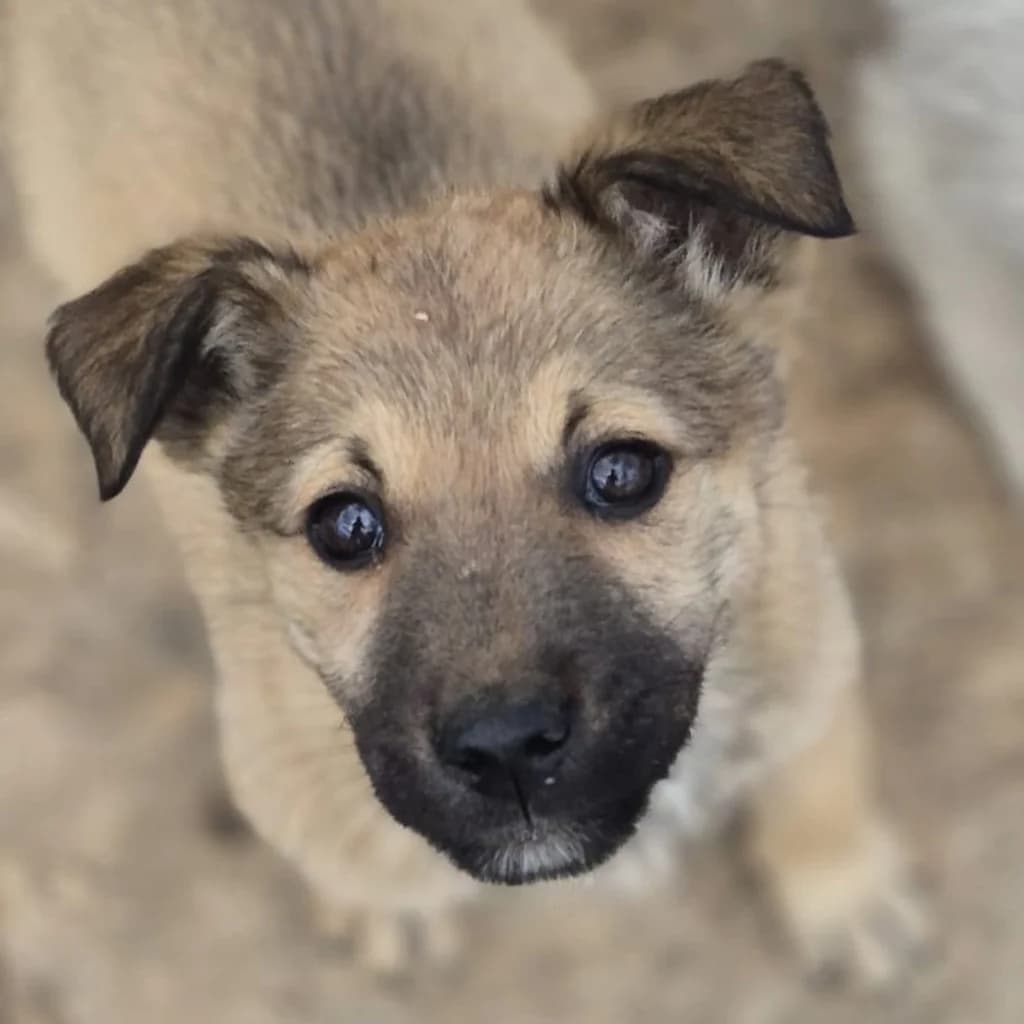 Gabrielle, female puppy Mixed Breed for adoption at SALVA Hundehilfe e.V.