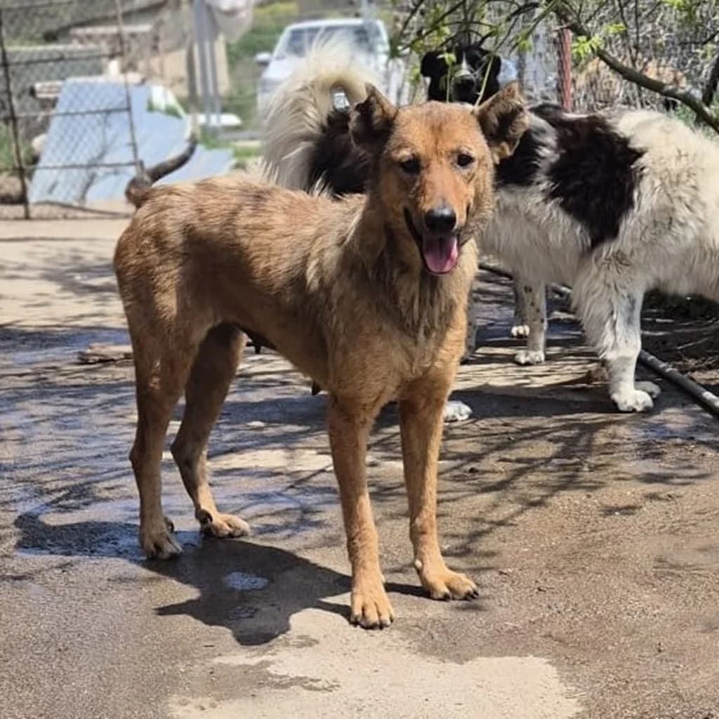 Lotte, female young Mixed Breed for adoption at SALVA Hundehilfe e.V.