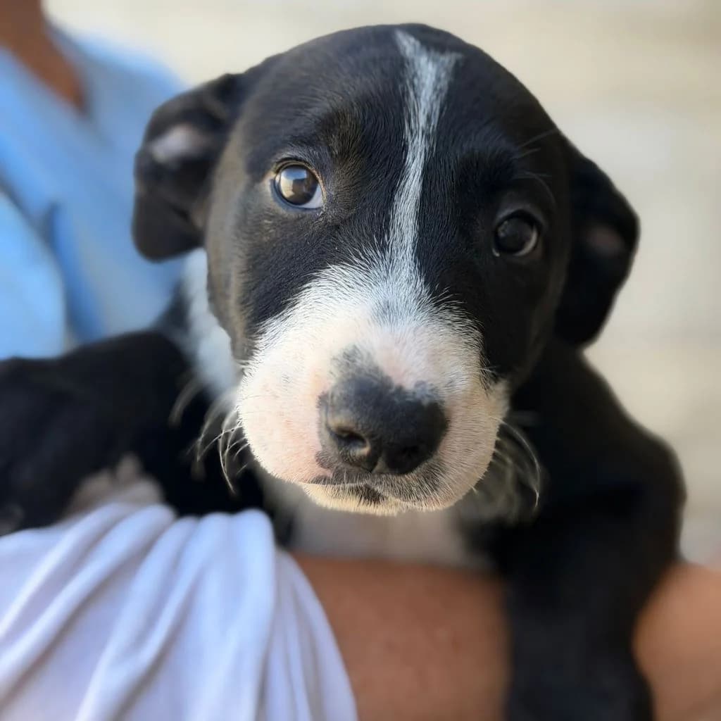 Apple, female puppy Mixed Breed for adoption at SALVA Hundehilfe e.V.