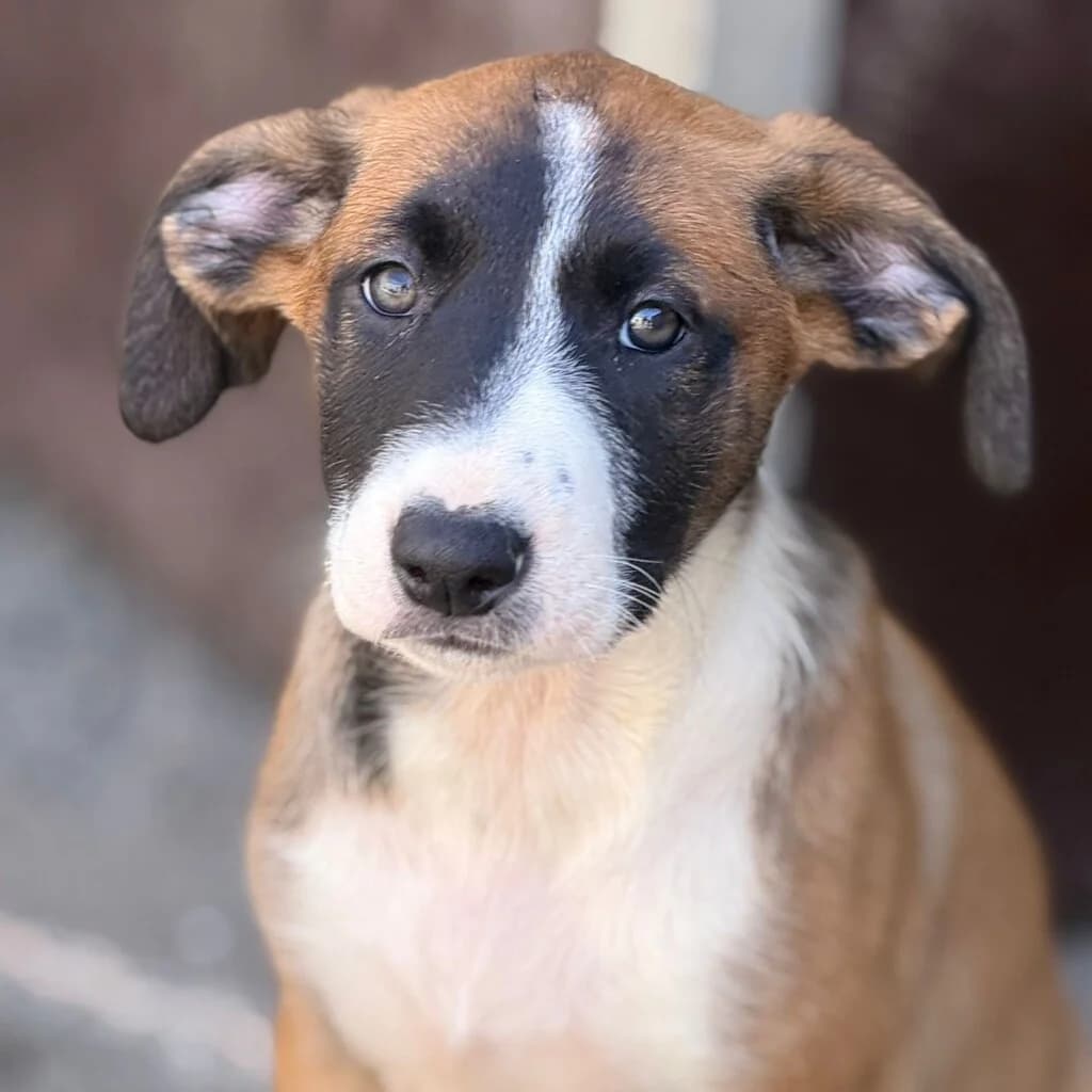 Mulberry, female puppy Mixed Breed for adoption at SALVA Hundehilfe e.V.