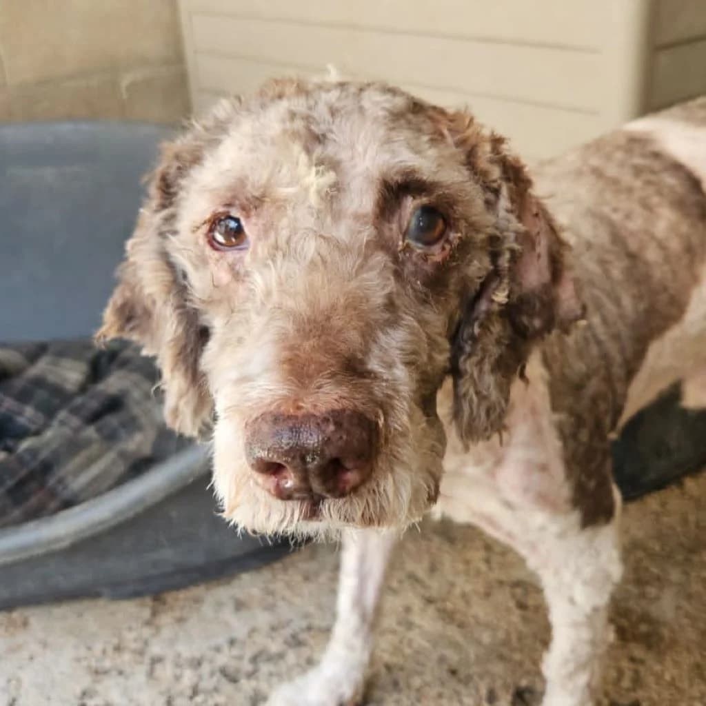 Copito, male senior mixed breed for adoption at SALVA Hundehilfe e.V.