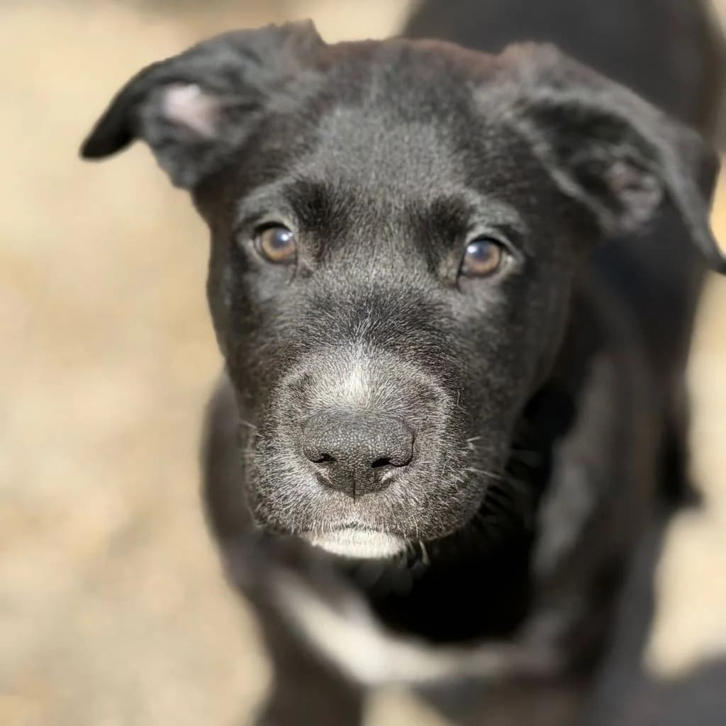 Biscotti, male puppy Mixed Breed for adoption at SALVA Hundehilfe e.V.