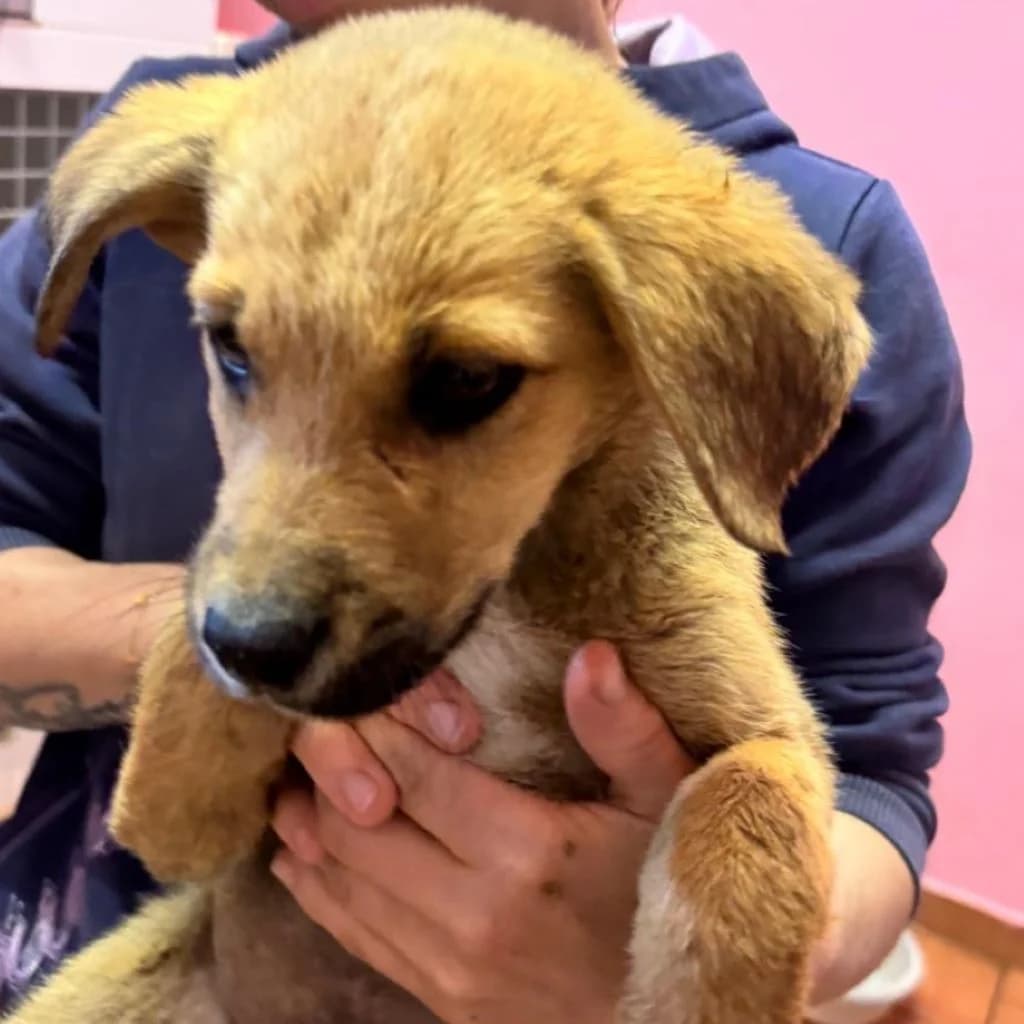 Ben, male puppy Mixed Breed for adoption at SALVA Hundehilfe e.V.