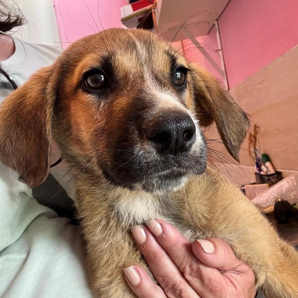 Jerry, male puppy Mixed Breed for adoption at SALVA Hundehilfe e.V.