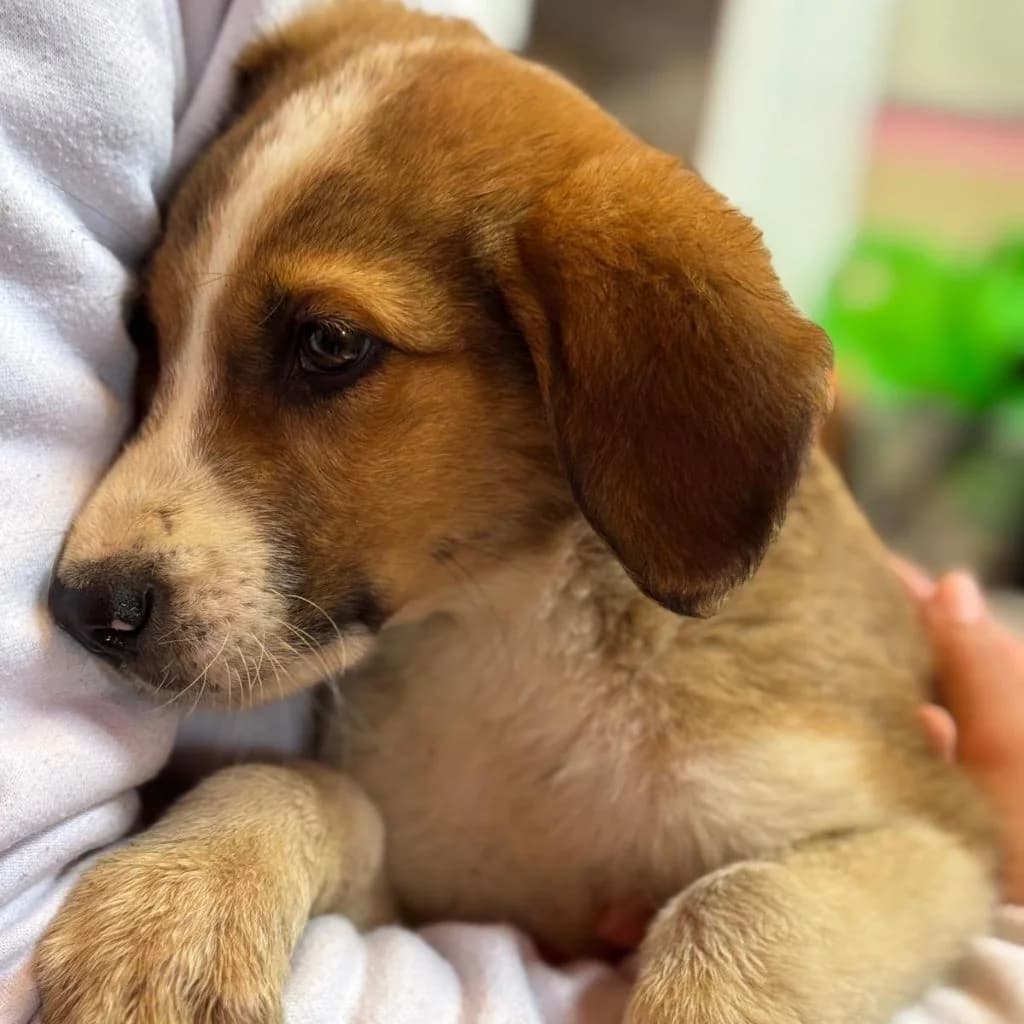 Magnum, male puppy Mixed Breed for adoption at SALVA Hundehilfe e.V.
