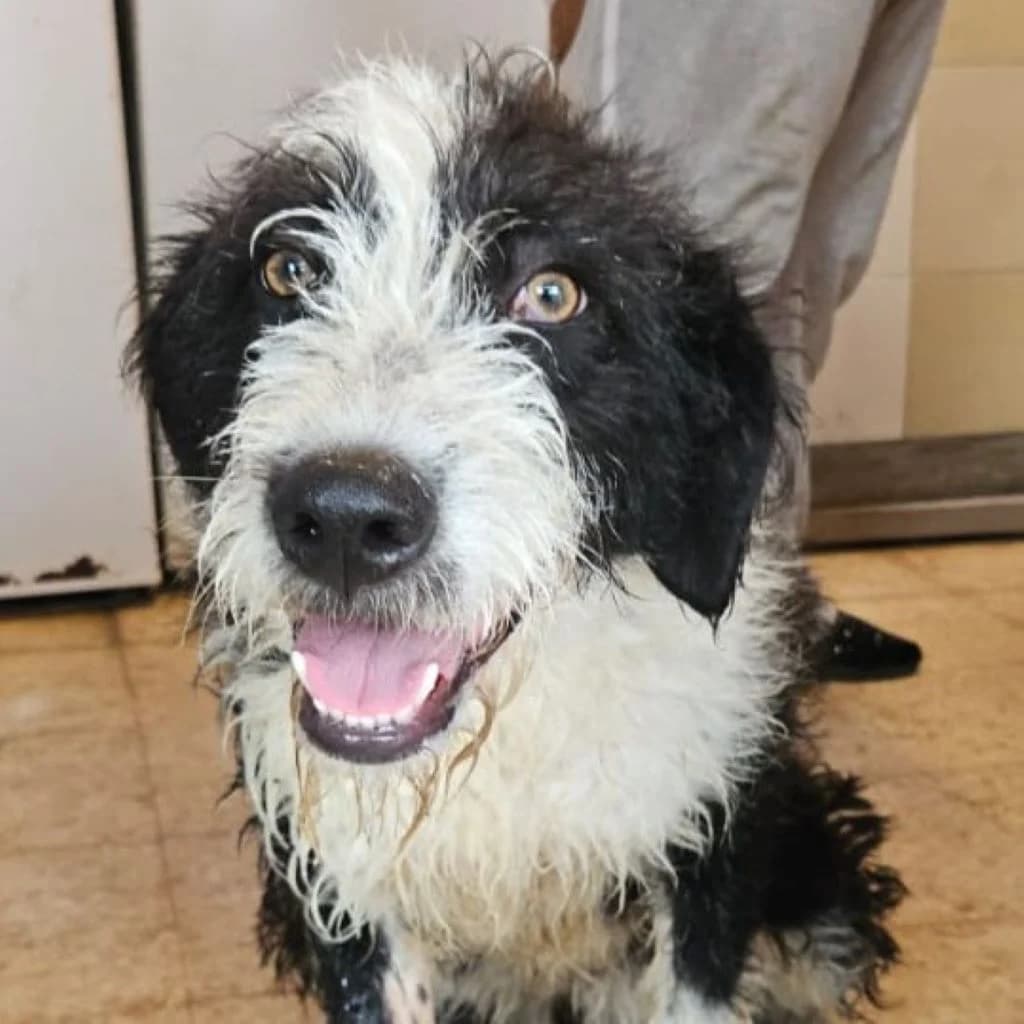 Wallace, male young Mixed Breed for adoption at SALVA Hundehilfe e.V.