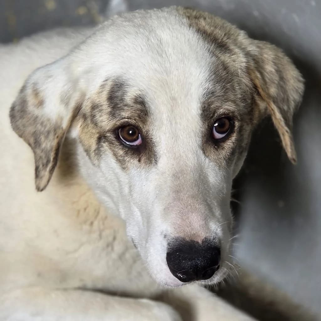Afrodita, female young Mixed Breed for adoption at SALVA Hundehilfe e.V.