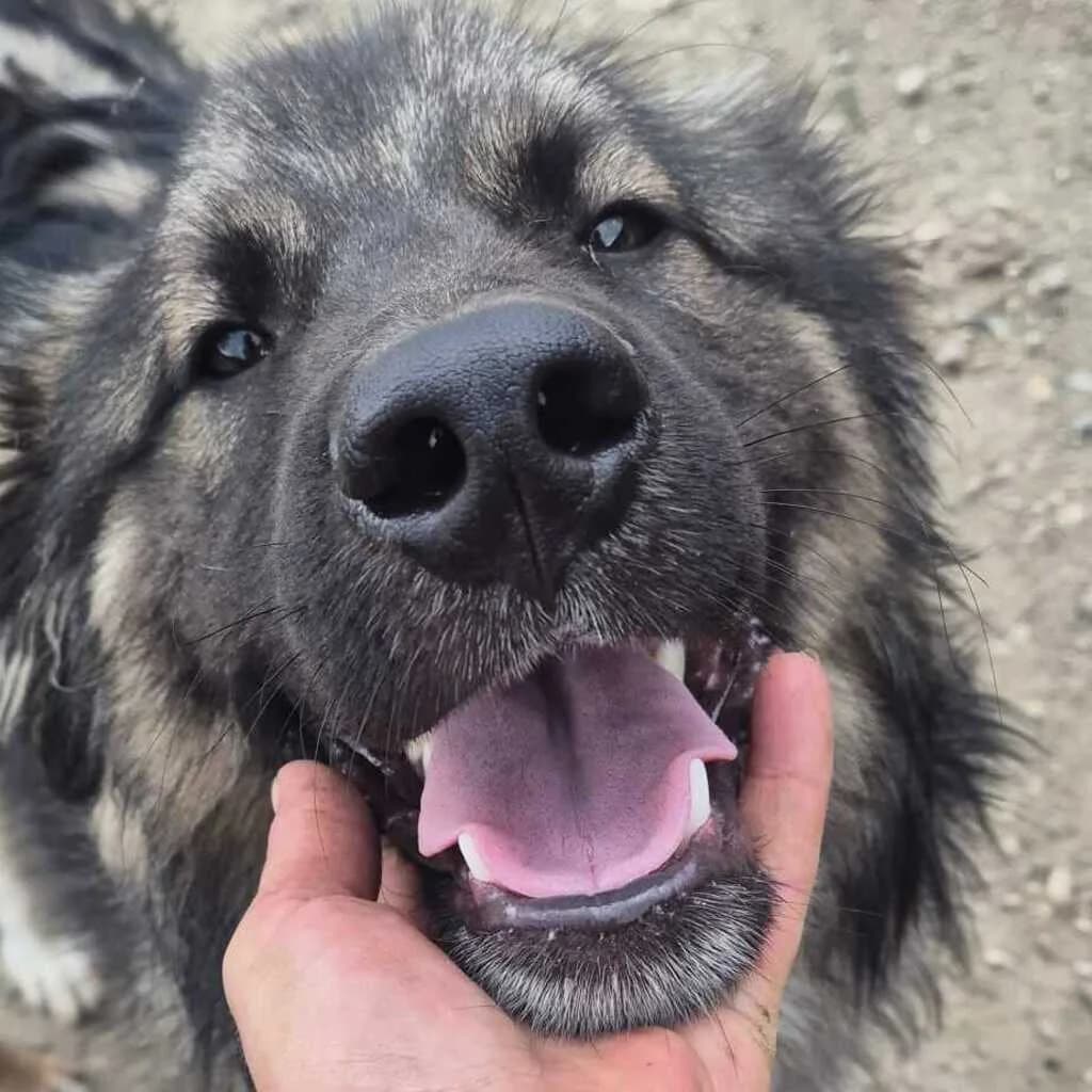 Fee, male young Mixed Breed for adoption at SALVA Hundehilfe e.V.