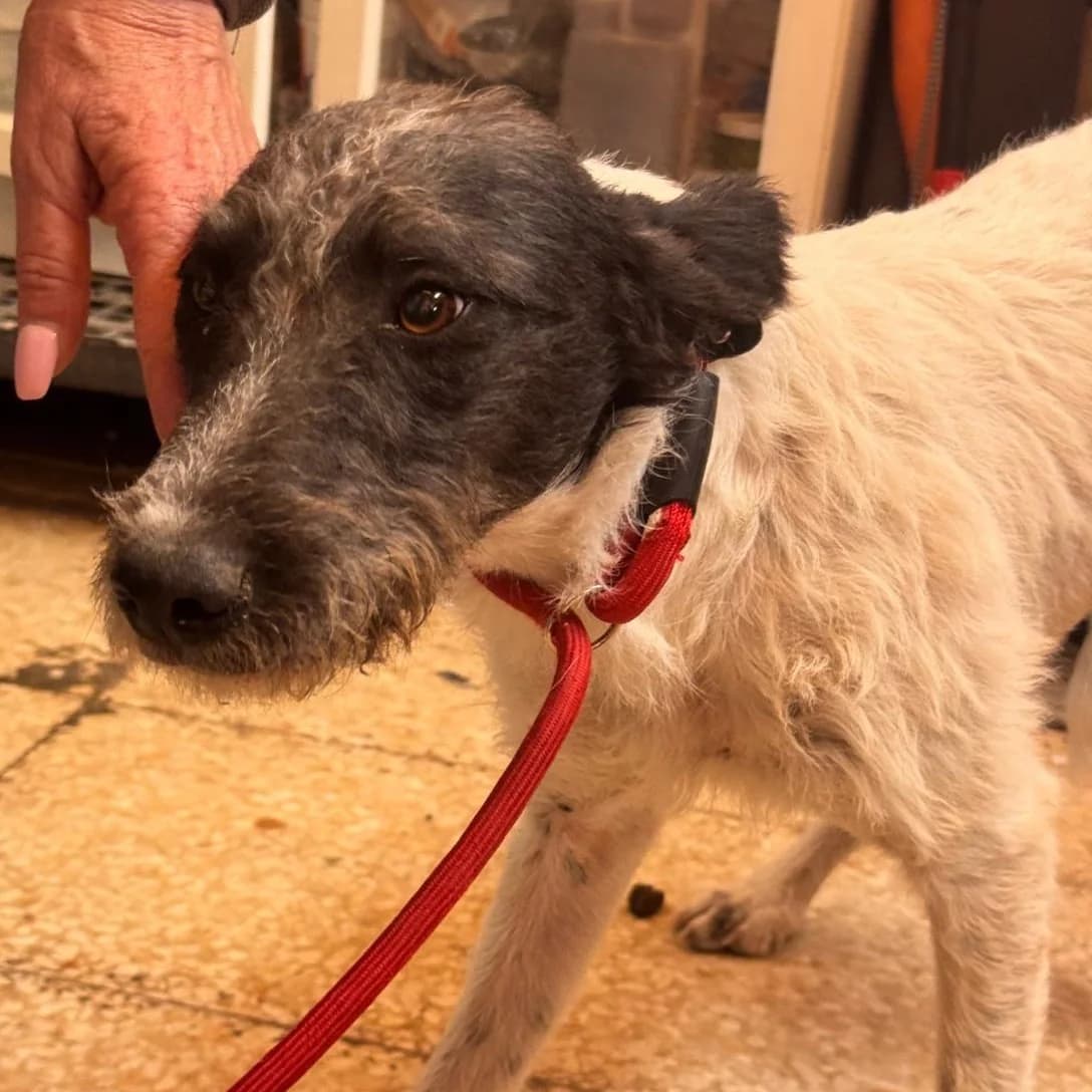 Duncan, male young Pointer for adoption at SALVA Hundehilfe e.V.