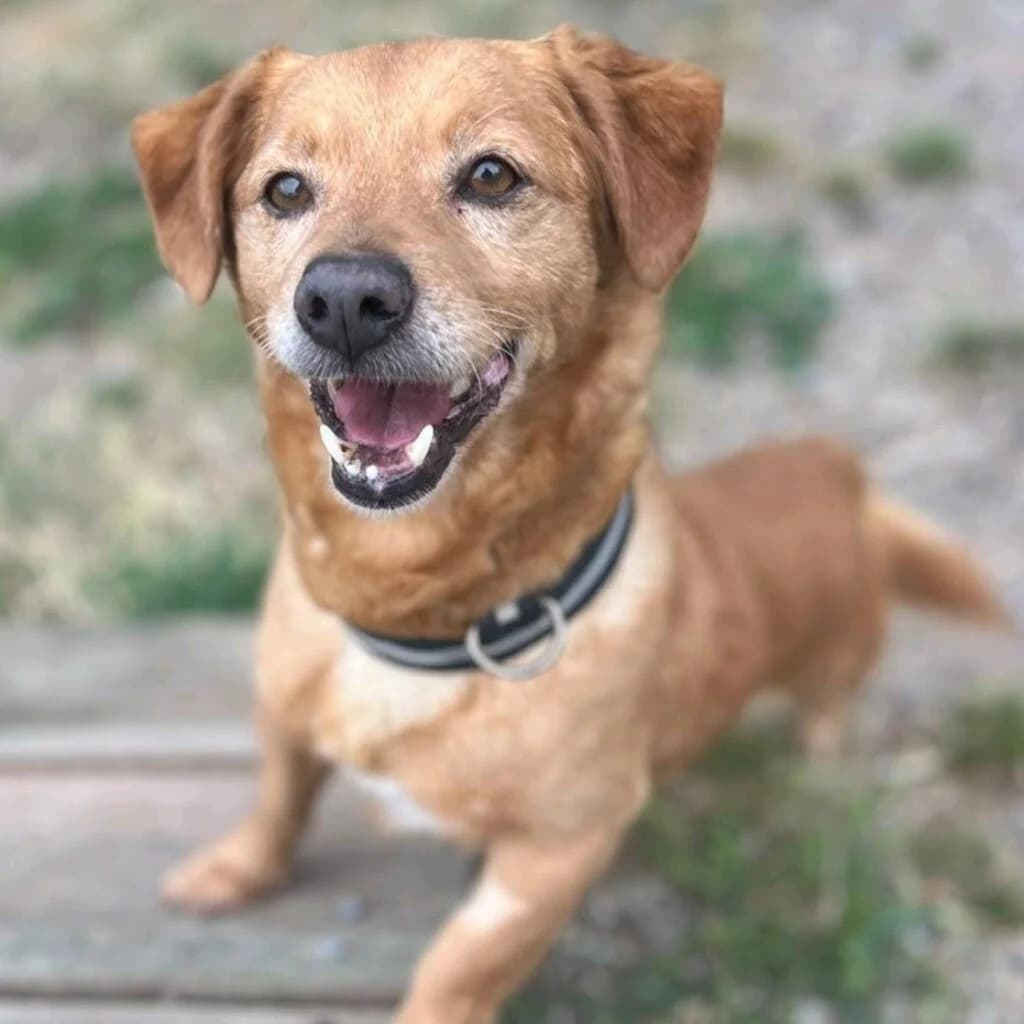 Leo, male 7yo Mixed Breed for adoption at SALVA Hundehilfe e.V.