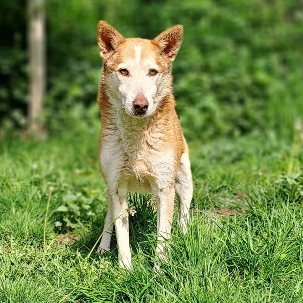 Calypso, male senior Husky for adoption at SALVA Hundehilfe e.V.
