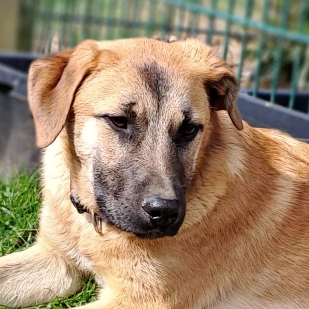Smila, female young German Shepherd for adoption at SALVA Hundehilfe e.V.