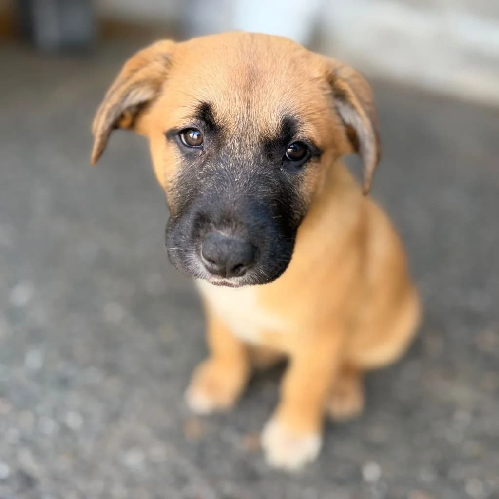 Scarlet, female puppy Mixed Breed for adoption at SALVA Hundehilfe e.V.