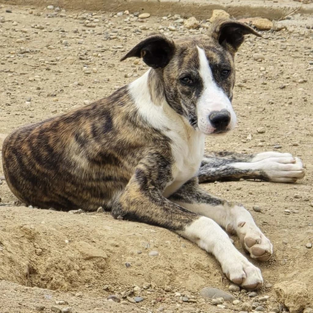 Dante, male puppy Mixed Breed for adoption at SALVA Hundehilfe e.V.
