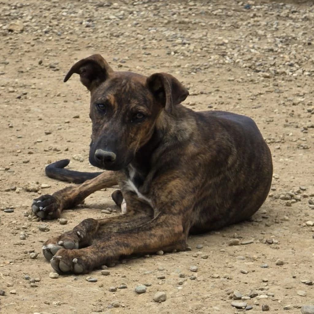 Bruno, male puppy Mixed Breed for adoption at SALVA Hundehilfe e.V.