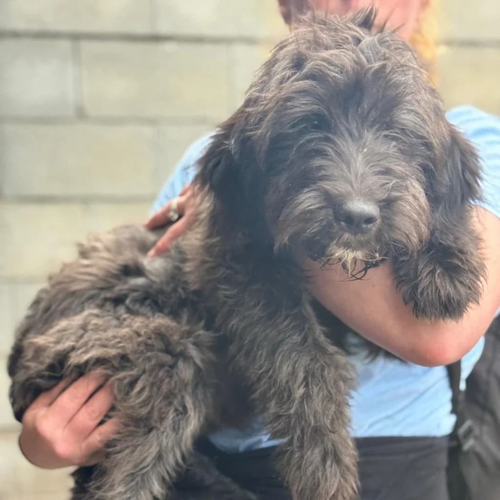 Pocahontas, female puppy Mixed Breed for adoption at SALVA Hundehilfe e.V.