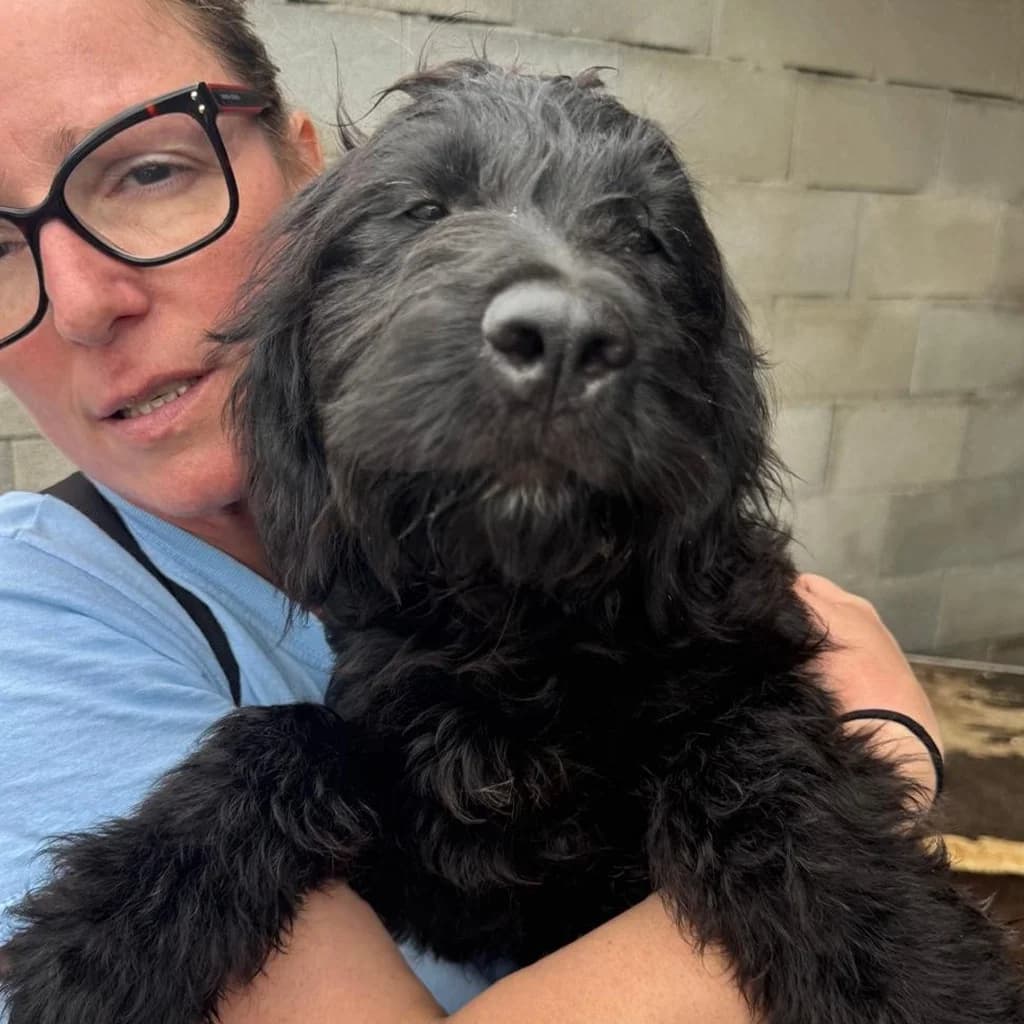 Goofy, male puppy Mixed Breed for adoption at SALVA Hundehilfe e.V.