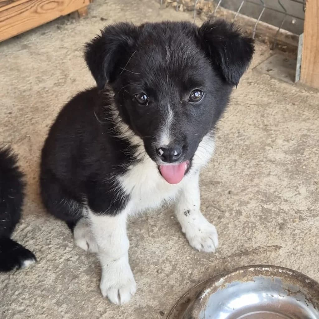 Emilia, female puppy Mixed Breed for adoption at SALVA Hundehilfe e.V.