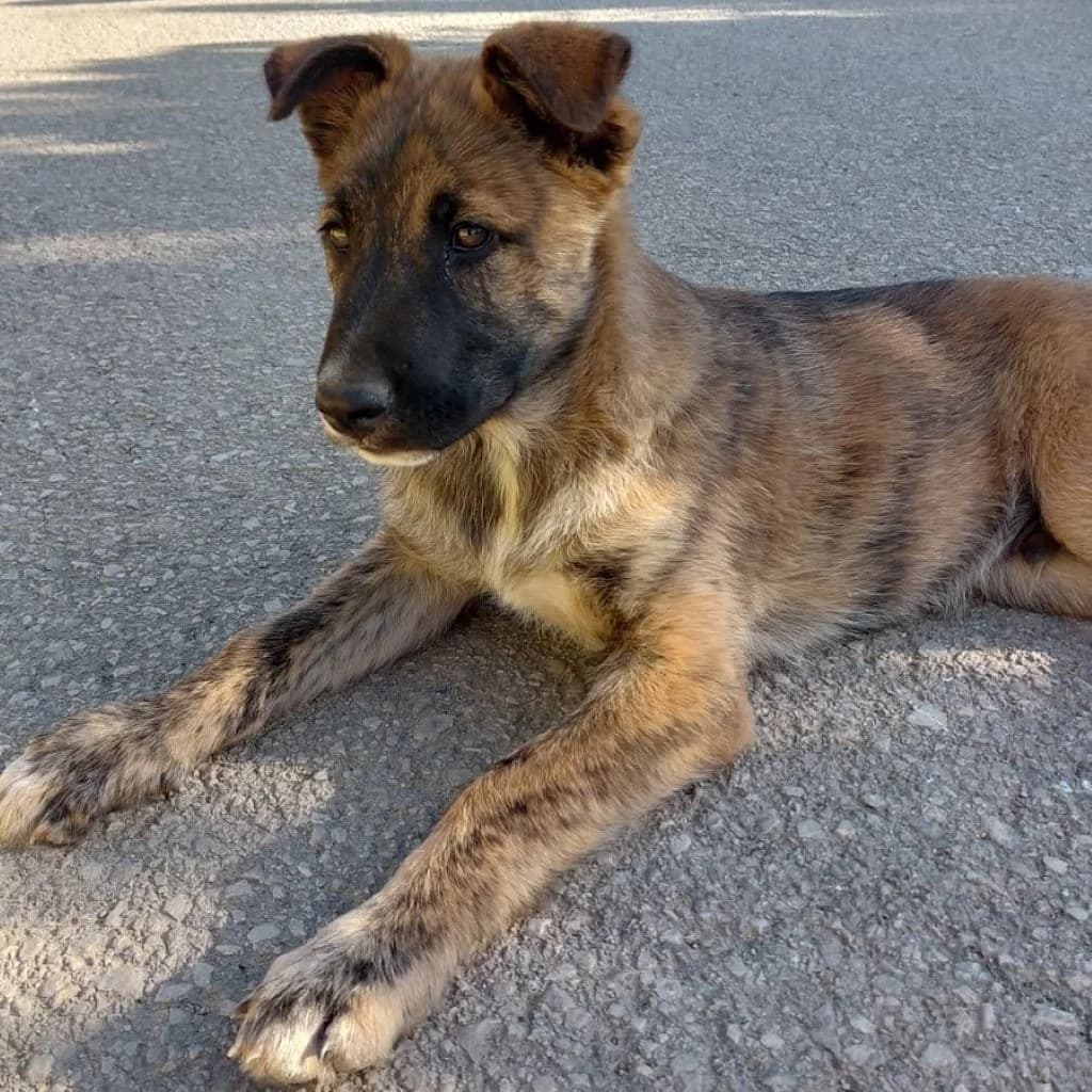 Leo, male puppy Mixed Breed for adoption at SALVA Hundehilfe e.V.