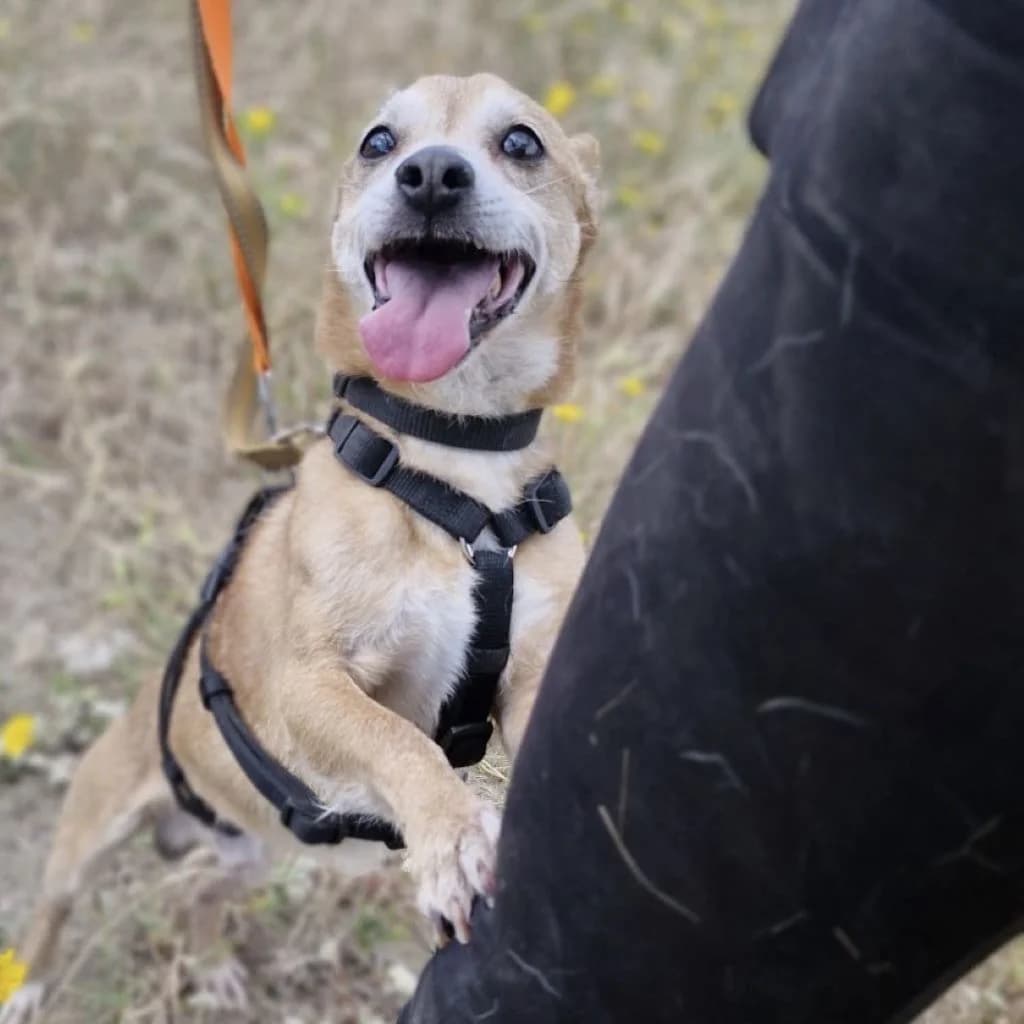 Tico, male senior Mixed Breed for adoption at SALVA Hundehilfe e.V.
