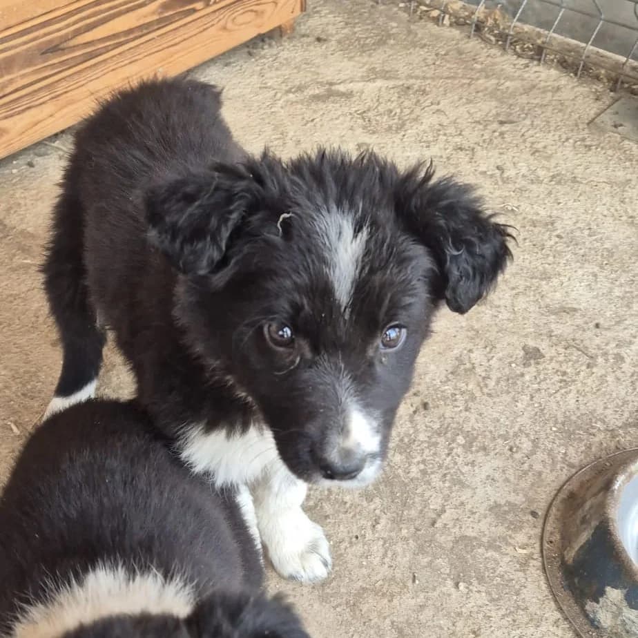 Jule, female puppy Mixed Breed for adoption at SALVA Hundehilfe e.V.