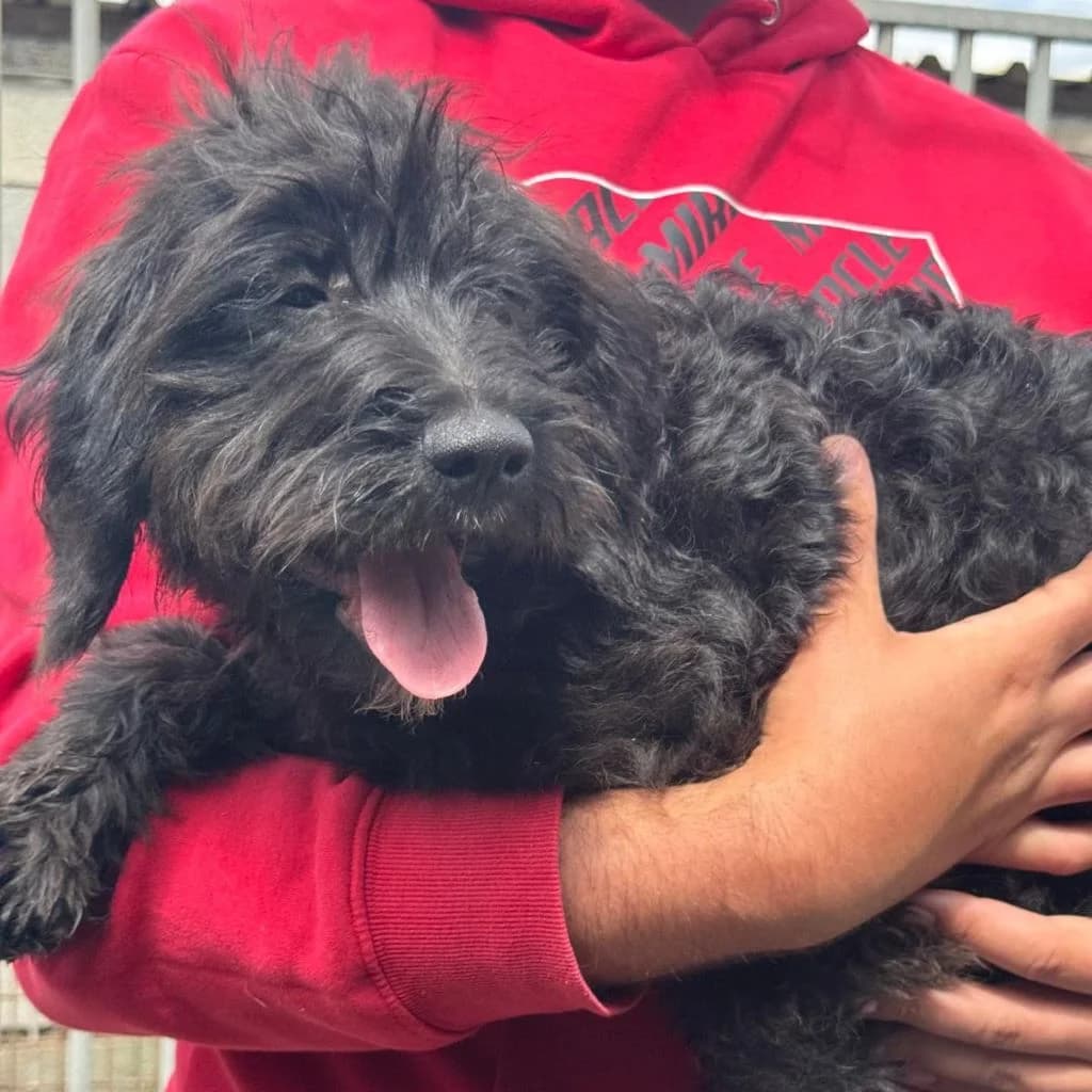 Tiana, female puppy Mixed Breed for adoption at SALVA Hundehilfe e.V.