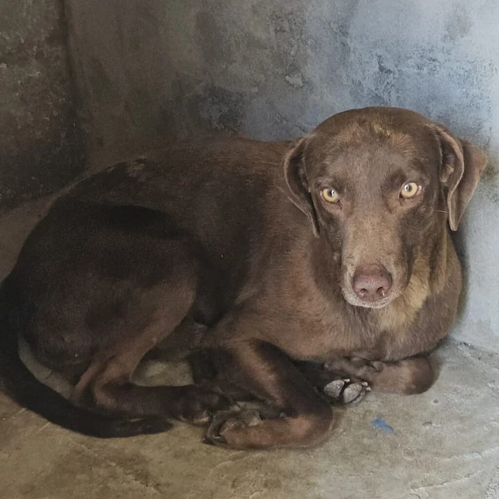Herman, male young Mixed Breed for adoption at SALVA Hundehilfe e.V.