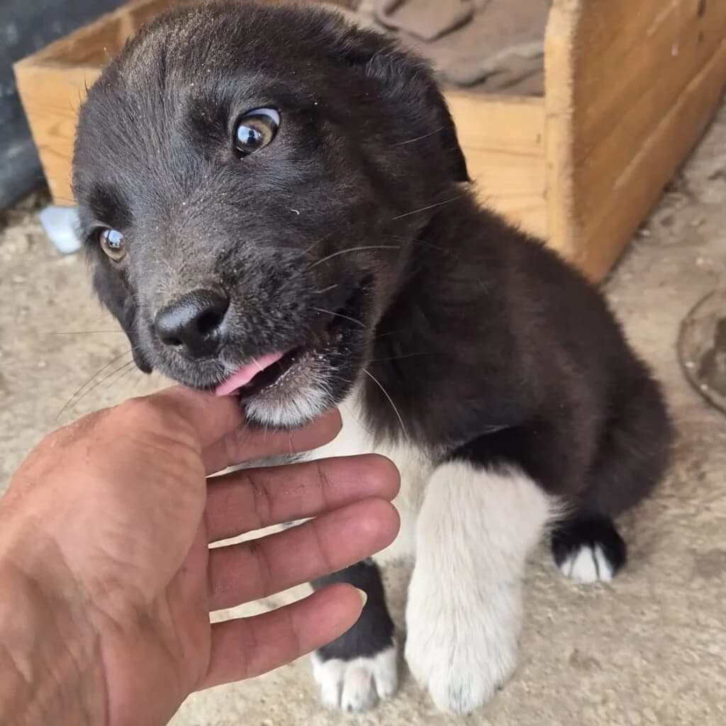 Fiete, male puppy Mixed Breed for adoption at SALVA Hundehilfe e.V.