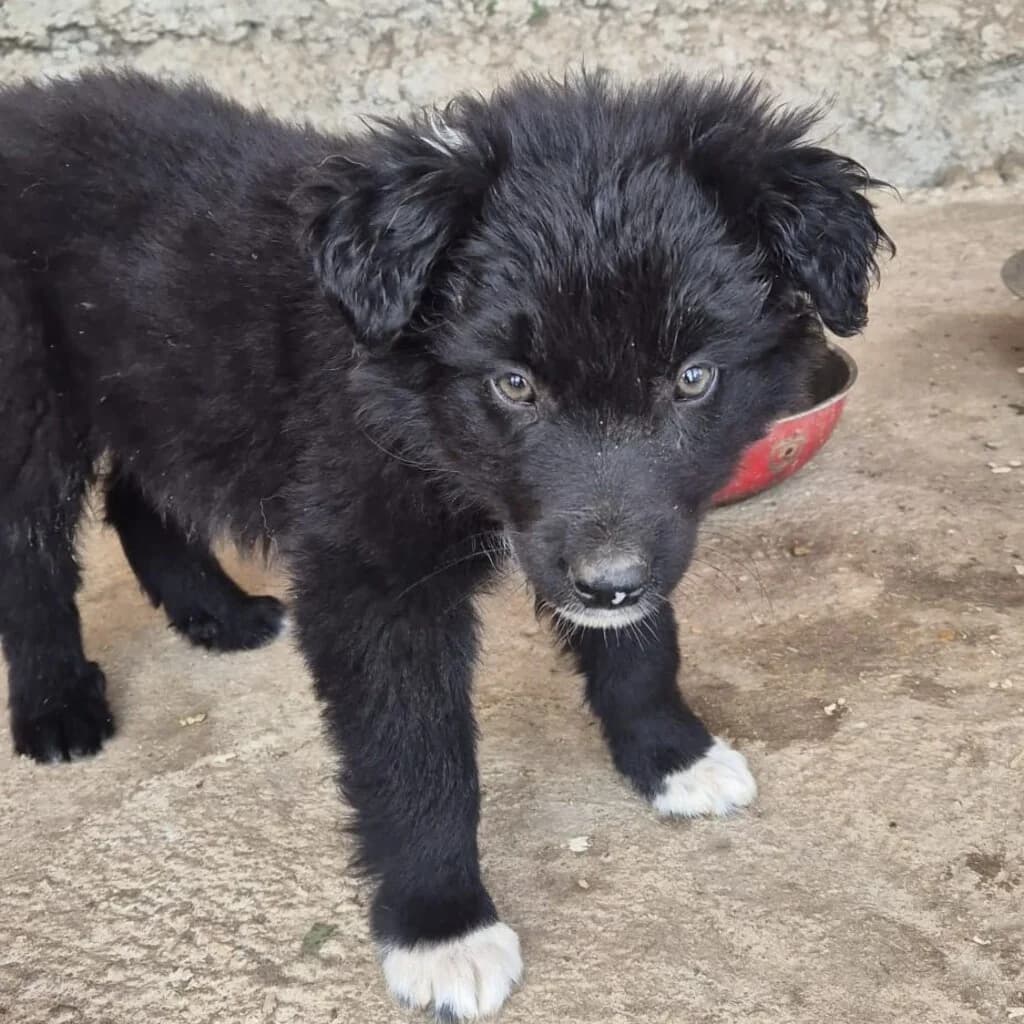 Amias, male puppy Mixed Breed for adoption at SALVA Hundehilfe e.V.