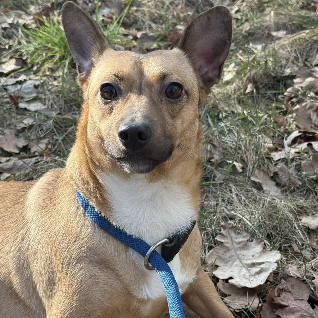 Muszka, female 3yo Mixed Breed for adoption at SALVA Hundehilfe e.V.
