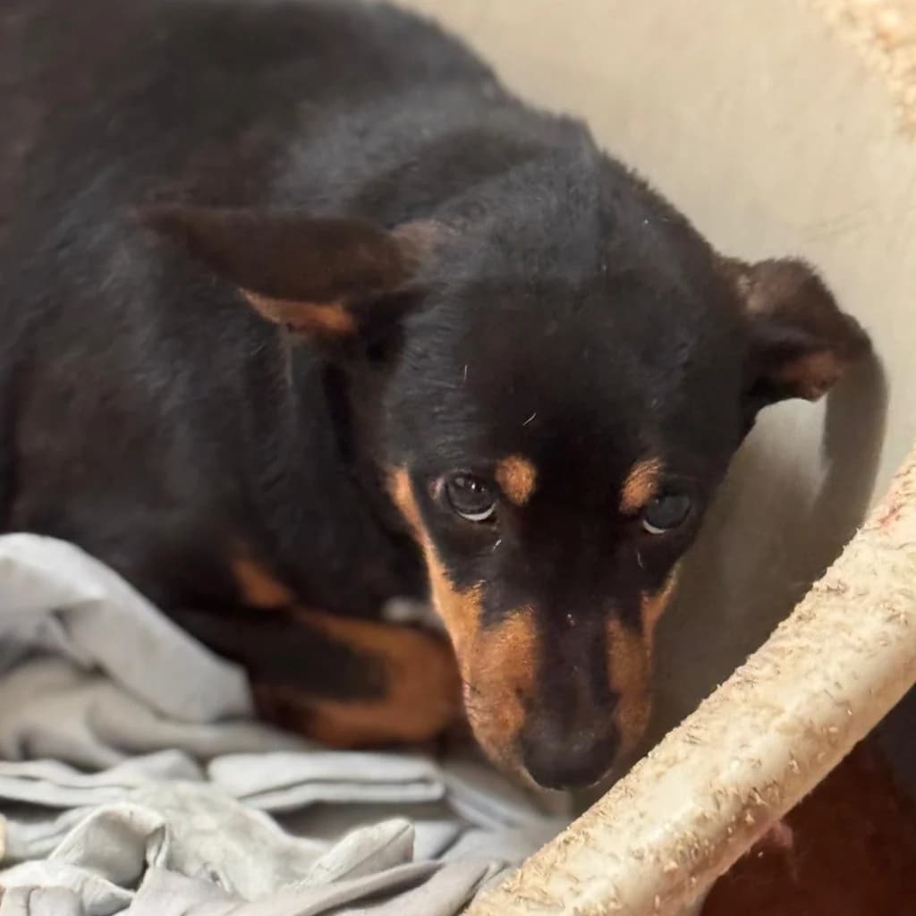 Jenna, female young Mixed Breed for adoption at SALVA Hundehilfe e.V.
