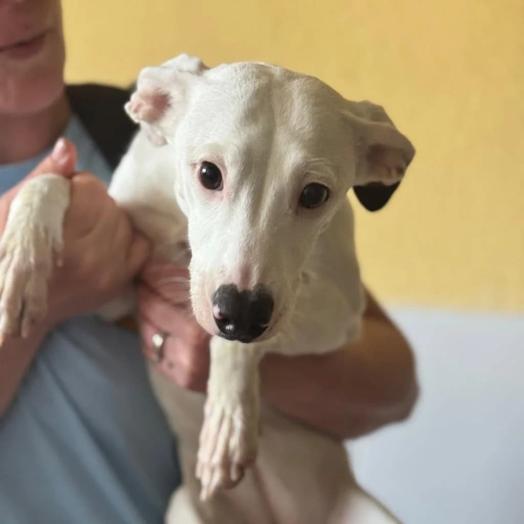 Noa, female puppy Mixed Breed for adoption at SALVA Hundehilfe e.V.