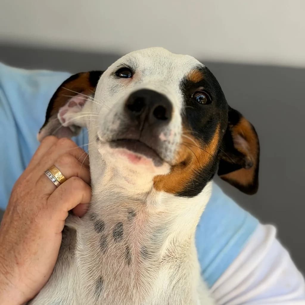 Zion, male puppy Mixed Breed for adoption at SALVA Hundehilfe e.V.