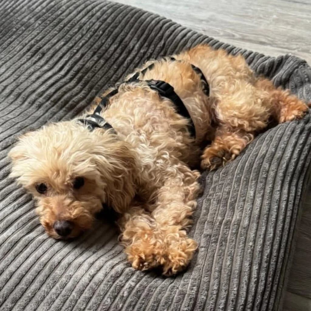 Kiri, female senior Poodle for adoption at SALVA Hundehilfe e.V.