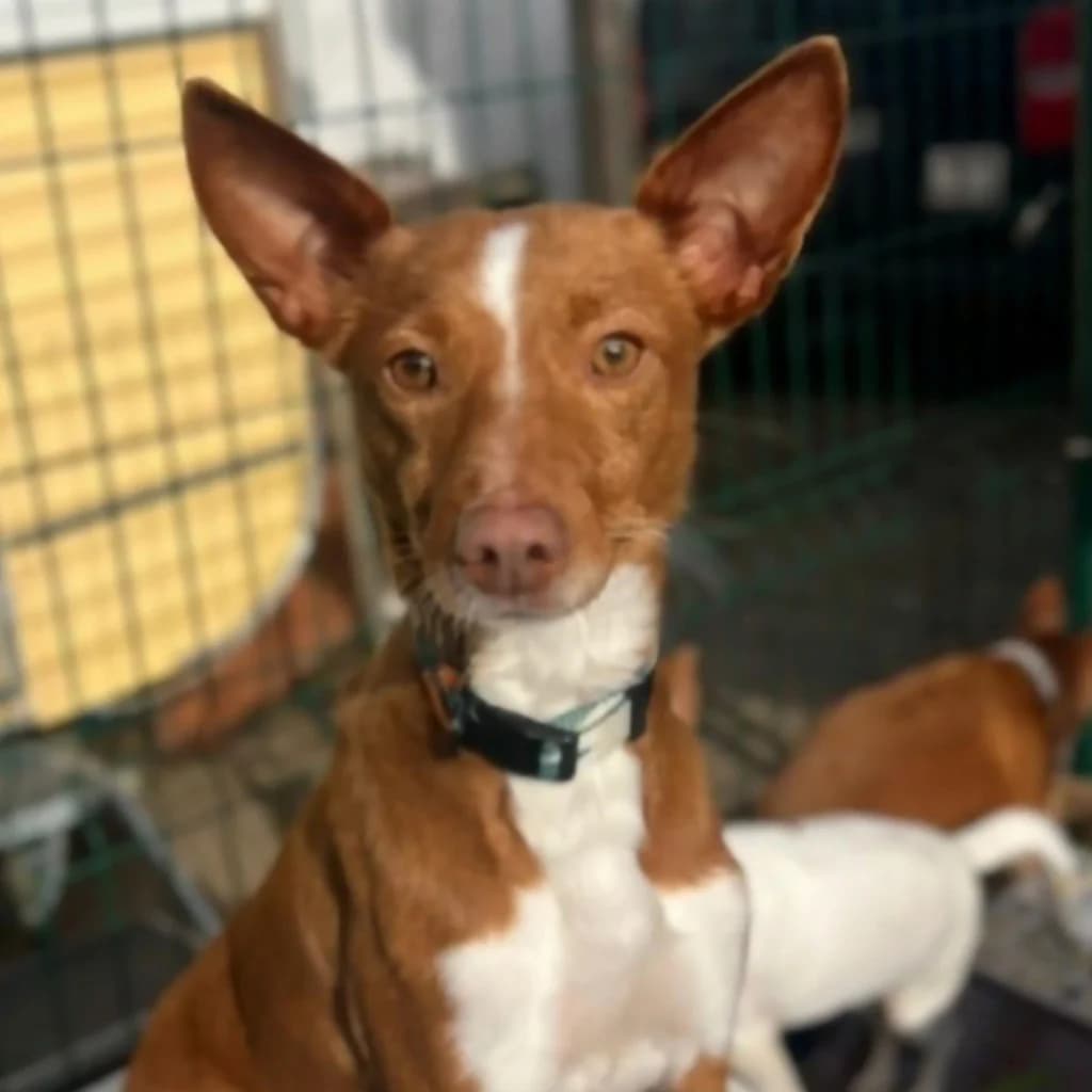 Pepa, female 3yo Podenco for adoption at SALVA Hundehilfe e.V.