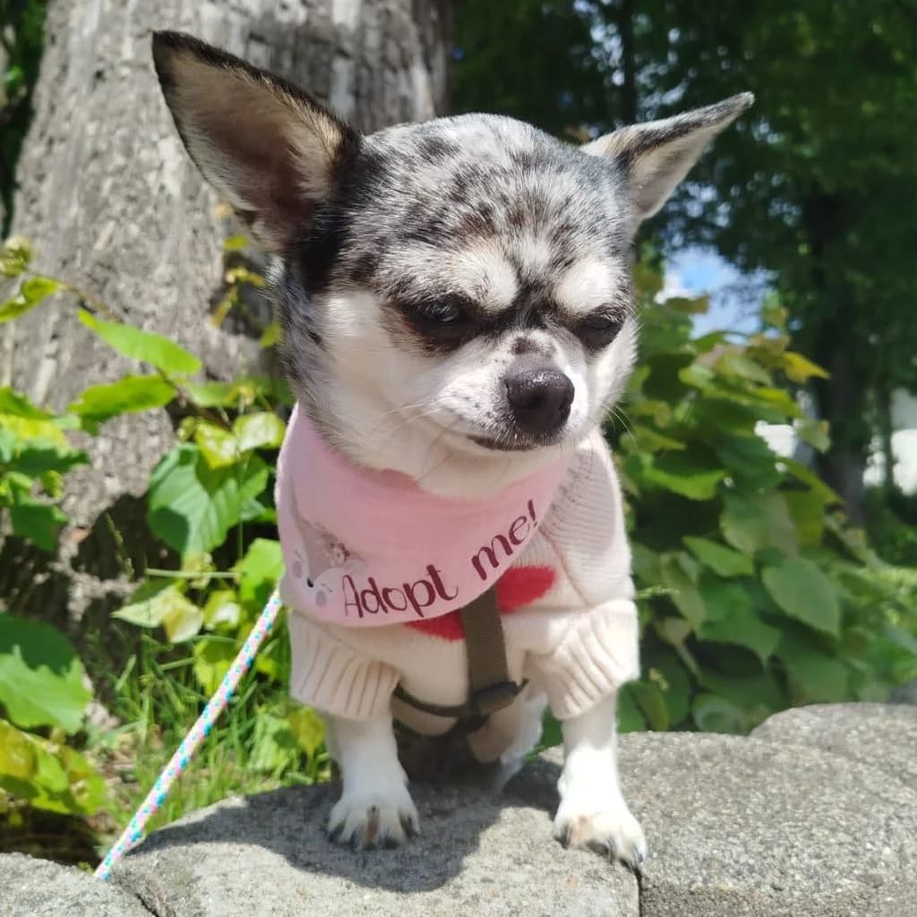 Almi, female 4yo Chihuahua for adoption at SALVA Hundehilfe e.V.