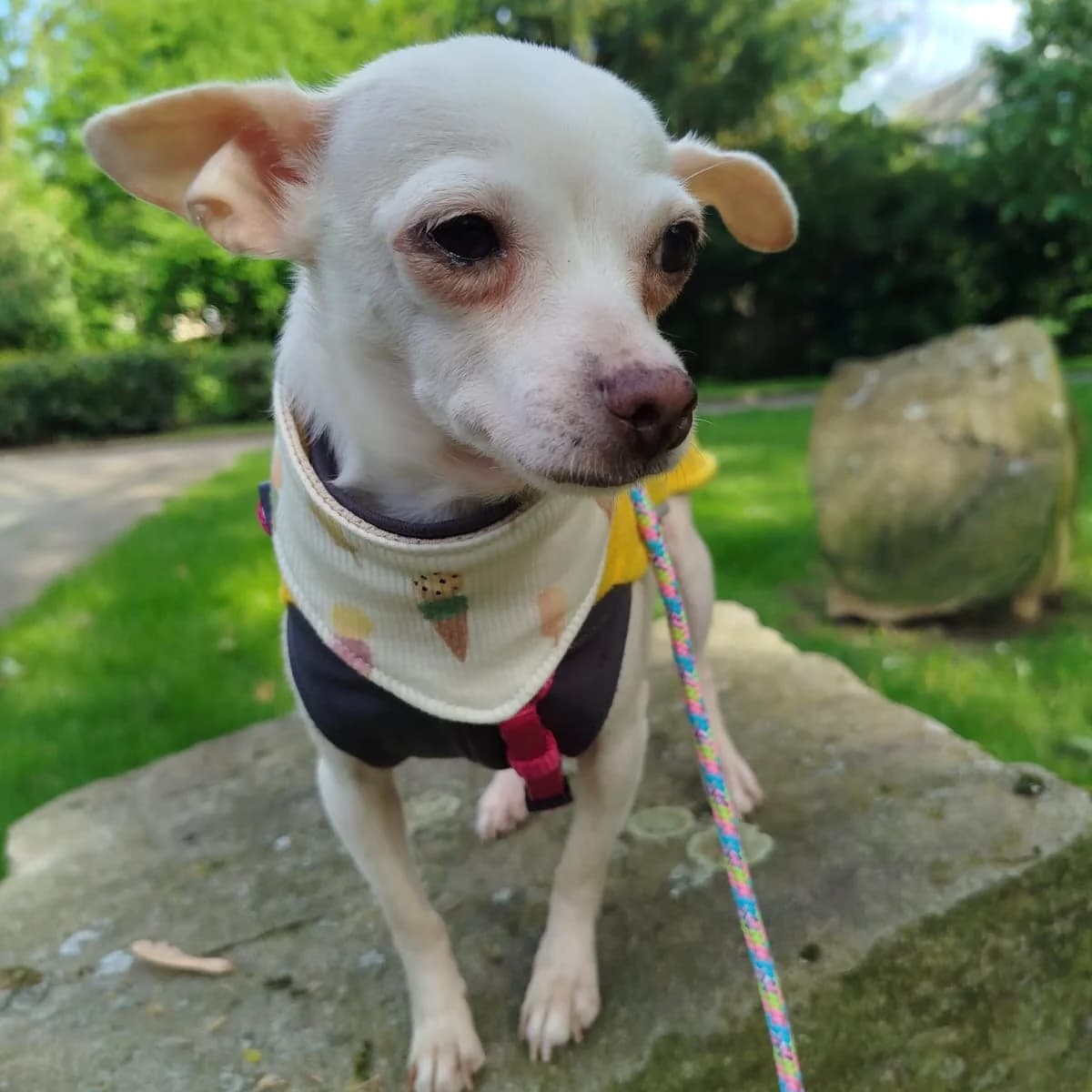 Selene, female 6yo Chihuahua for adoption at SALVA Hundehilfe e.V.