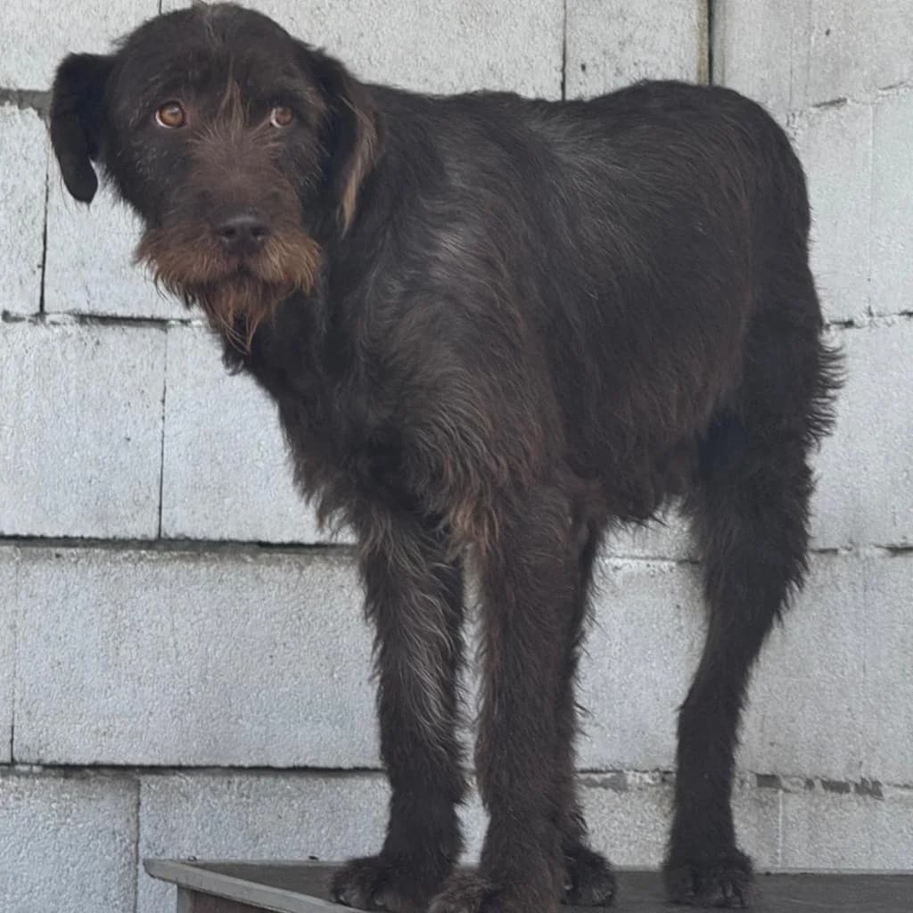 Daisy, female senior mixed breed for adoption at SALVA Hundehilfe e.V.