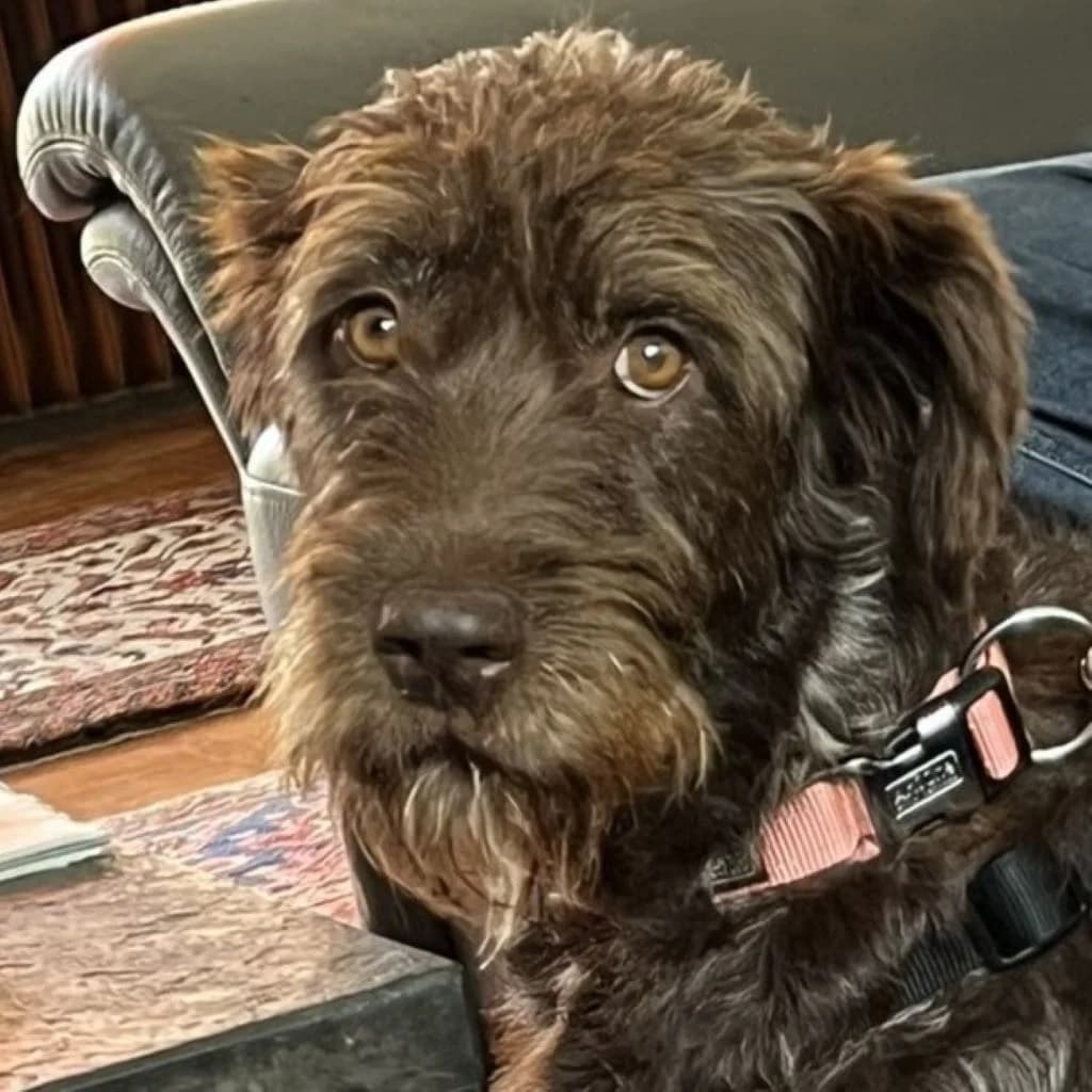 Daisy, female senior mixed breed for adoption at SALVA Hundehilfe e.V.