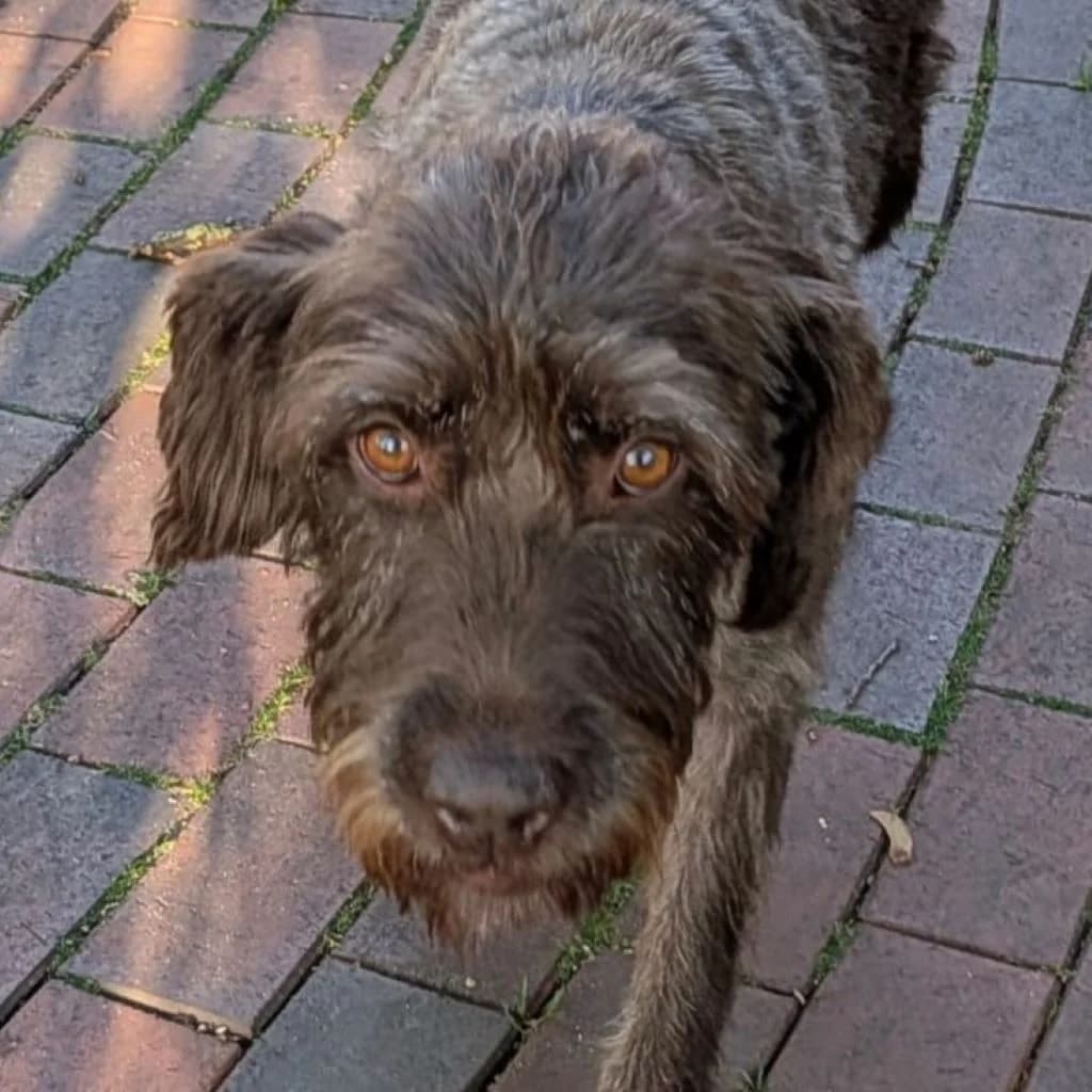 Daisy, female senior mixed breed for adoption at SALVA Hundehilfe e.V.