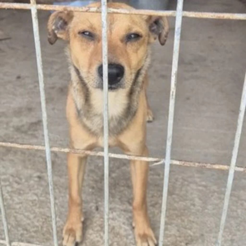 Momse, male puppy Mixed Breed for adoption at SALVA Hundehilfe e.V.