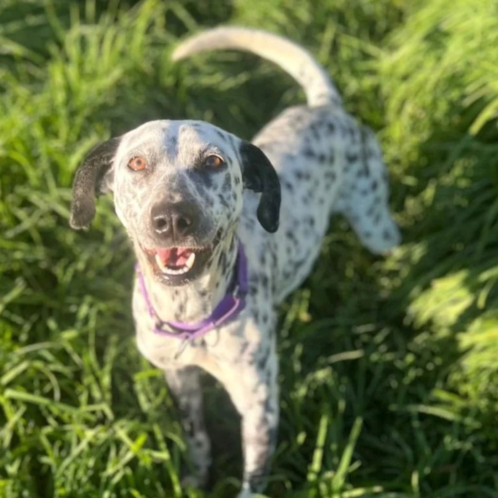 Pecas, female 4yo Mixed Breed for adoption at SALVA Hundehilfe e.V.