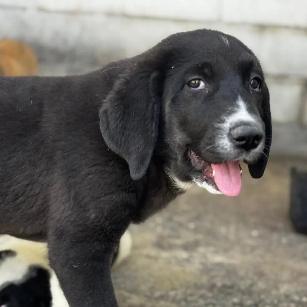 Skye, female puppy Mixed Breed for adoption at SALVA Hundehilfe e.V.