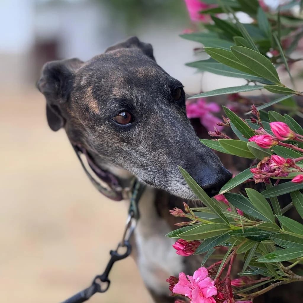 Nara, female 5yo Galgo Español for adoption at SALVA Hundehilfe e.V.