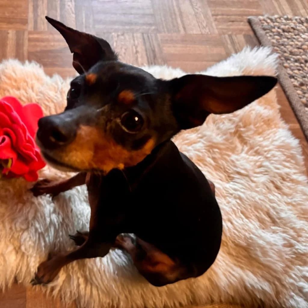 Prue, female senior Mixed Breed for adoption at SALVA Hundehilfe e.V.