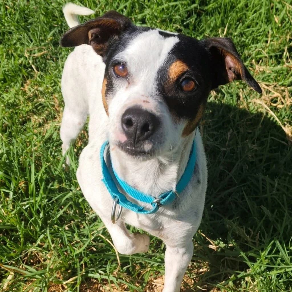Colega, male young mixed breed for adoption at SALVA Hundehilfe e.V.