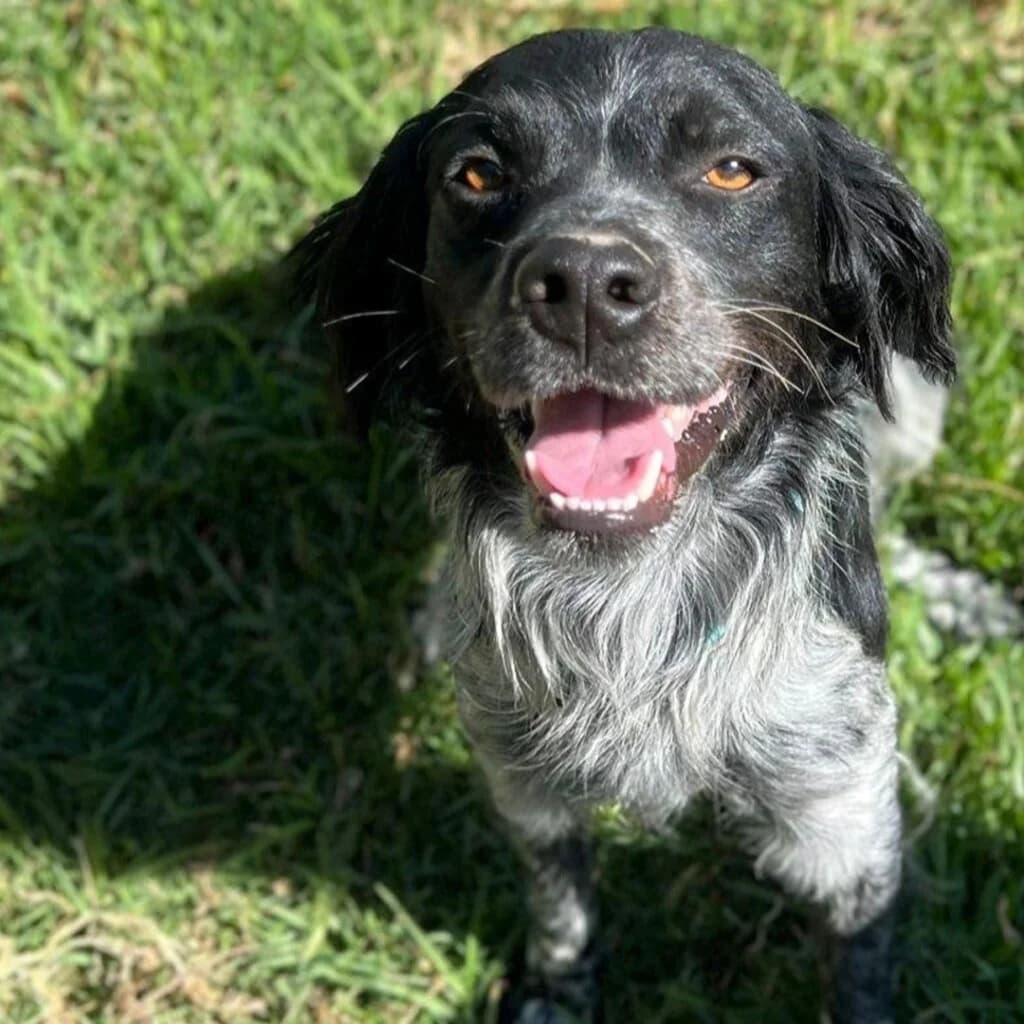 Kike, male young Brittany Spaniel for adoption at SALVA Hundehilfe e.V.