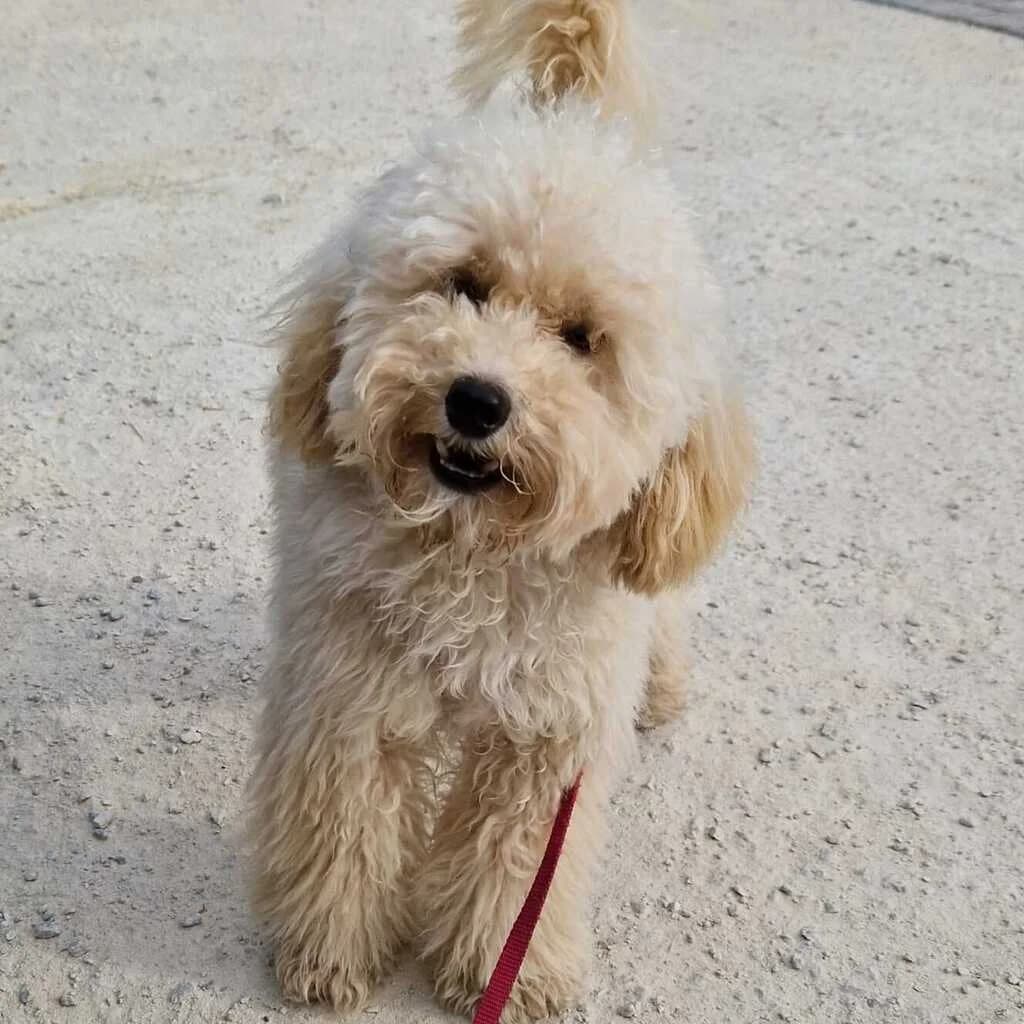 Bobby, male puppy Poodle for adoption at SALVA Hundehilfe e.V.