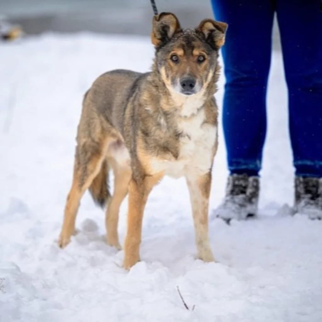 Bezulek, male senior Mixed Breed for adoption at SALVA Hundehilfe e.V.